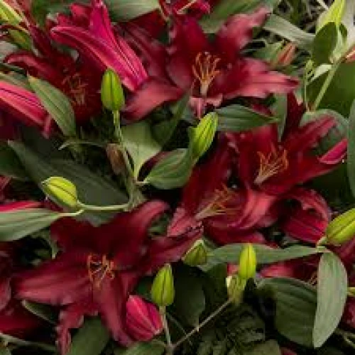 Firebolt 